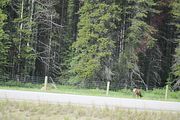 06 - Bow Lake  - IMG_0863